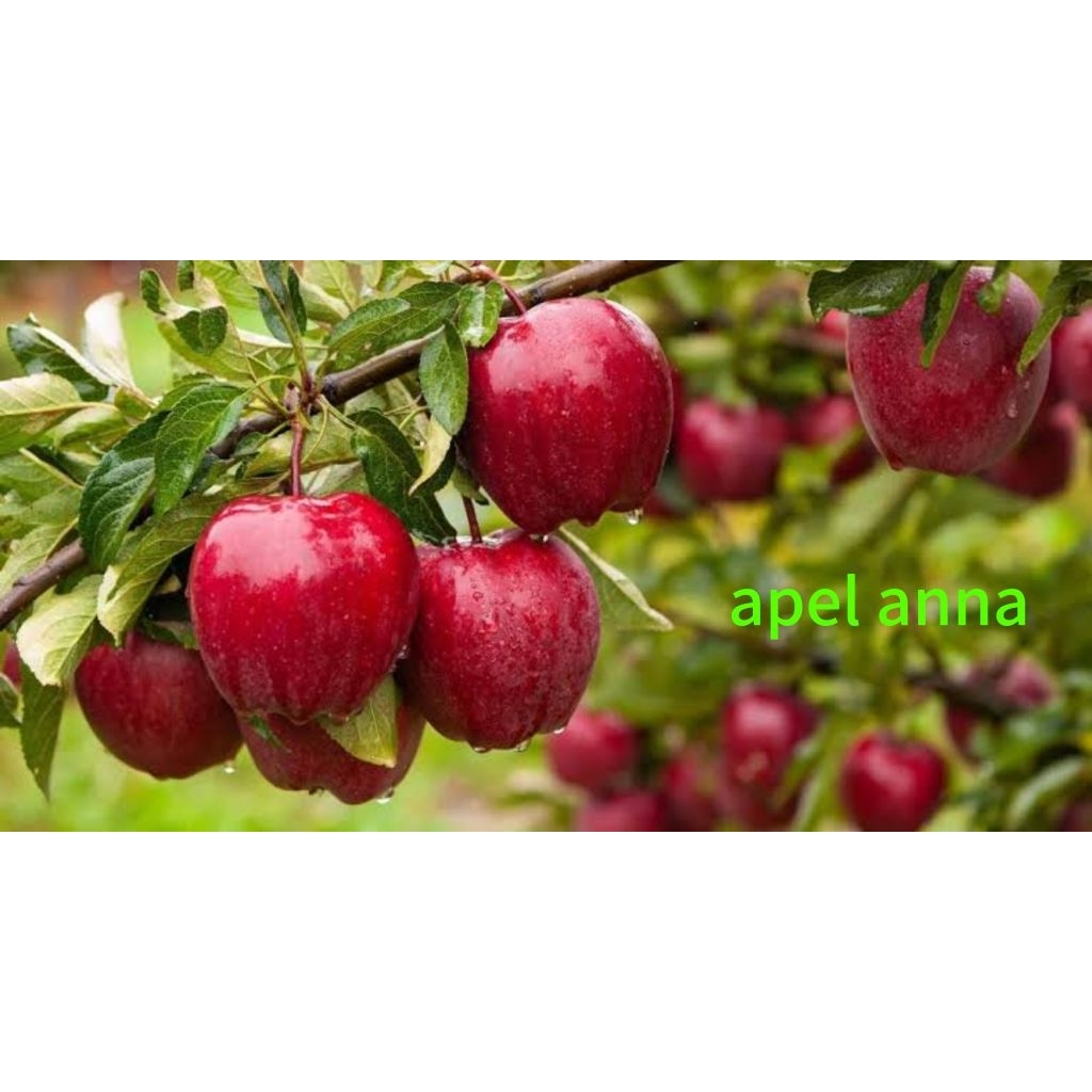bibit apel anna batang besar siap berbuah tanaman unggul