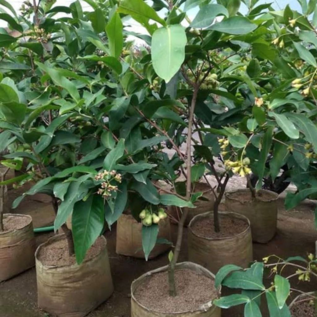 bibit jambu air berbunga