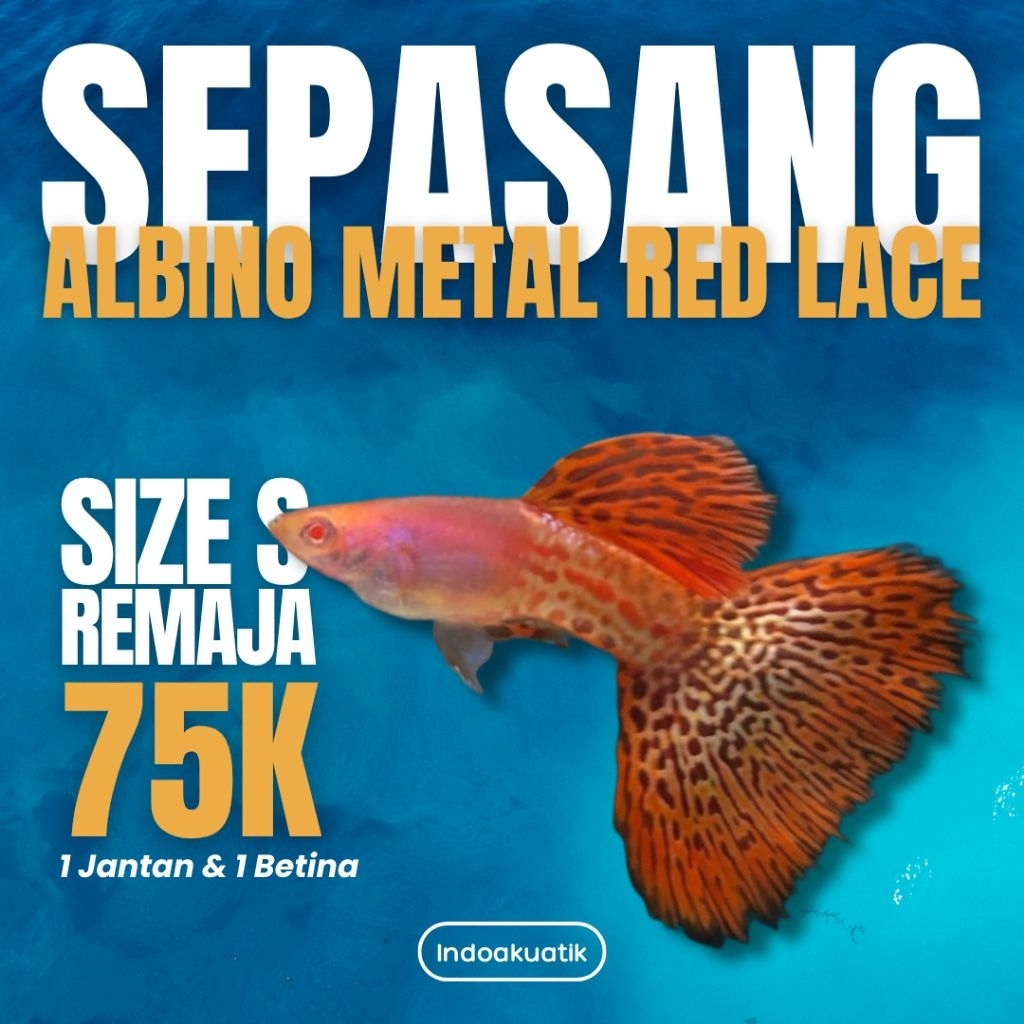 Albino Metal Red Lace - Garansi 100% Puas