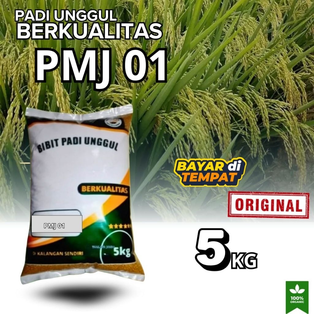 bibit padi unggul dan berkualitas bibit padi PMJ01 5kg
