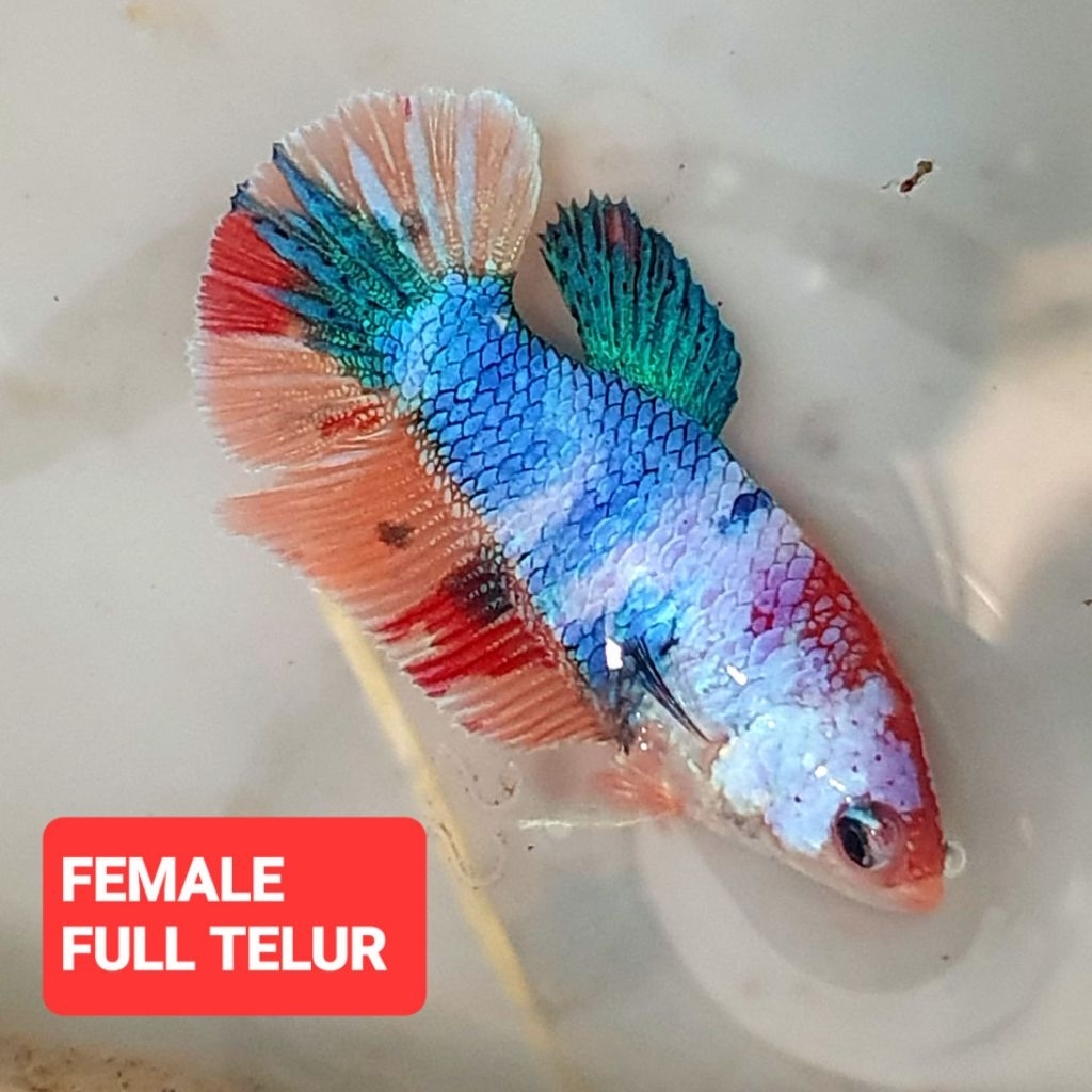 hmpke nemo candy gold blue pimel realpict