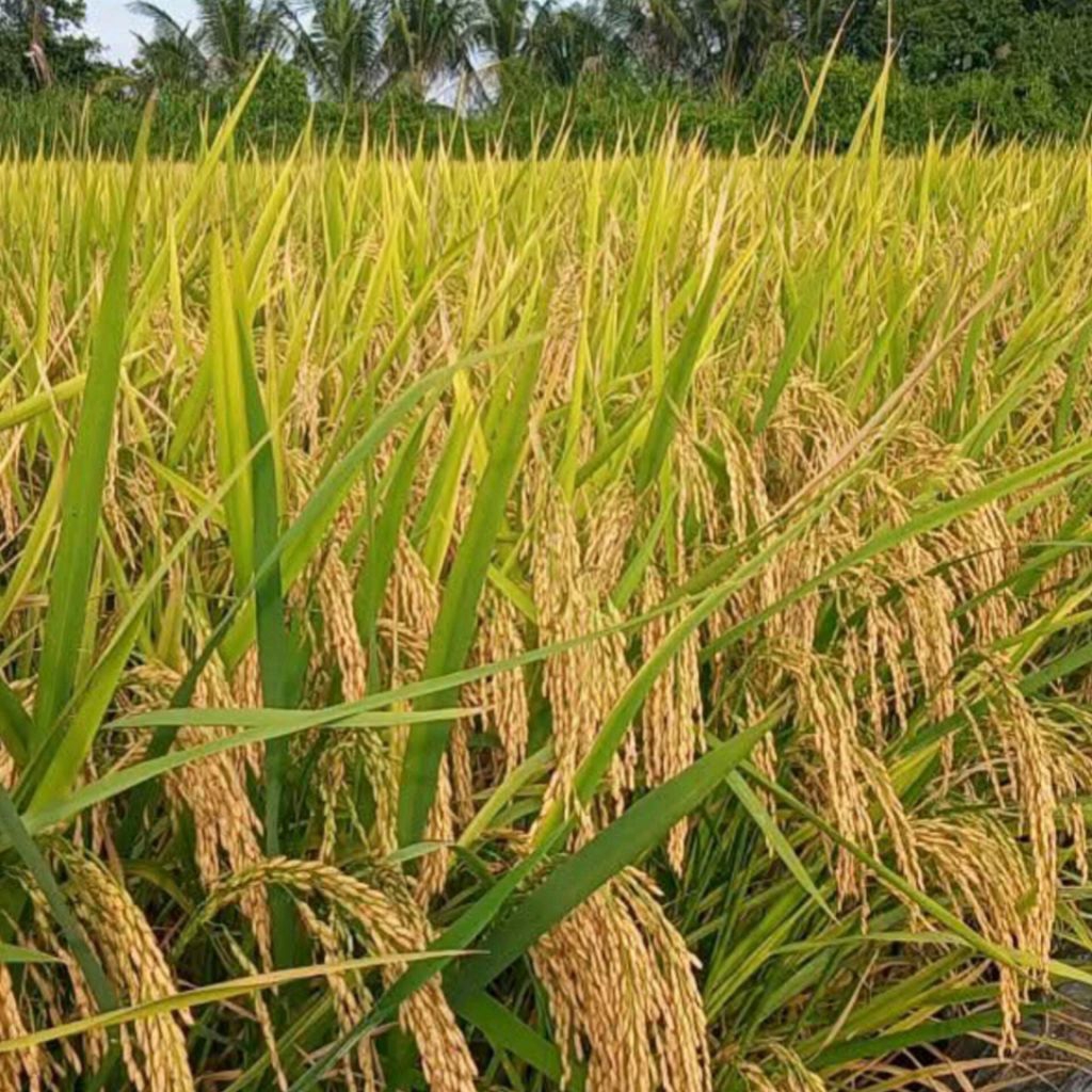 Benih Padi BOJENG SUPER Kualitas Unggul 5kg