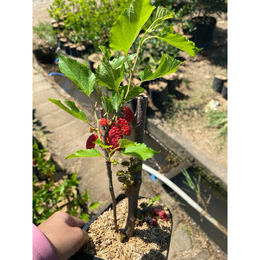 Tanaman murbei - bibit buah murbei - tanaman buah