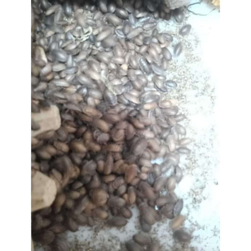 Kecoa Dubia 1,5cm Pakan Ikan, Reptil, Burung dsb Per 50 ekor