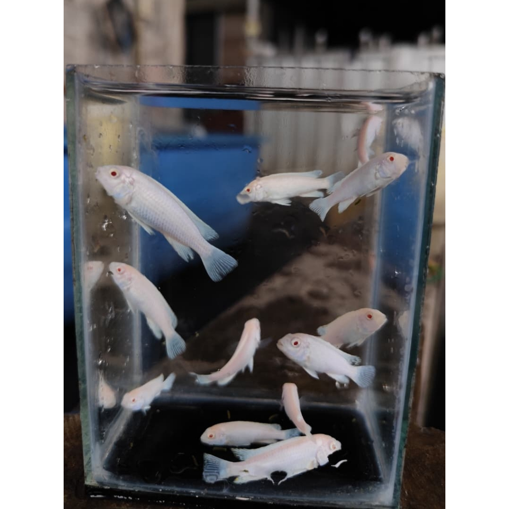 paket 1 cichlid snow white/snow white/Socolofi snow white dekorasi akuarium