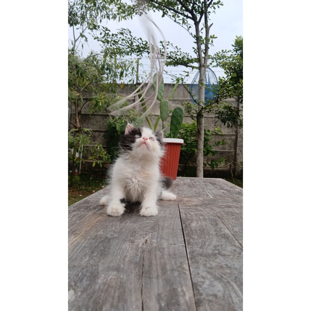 Munchkin NS (anakan persia peaknose x munchkin kinkalow)