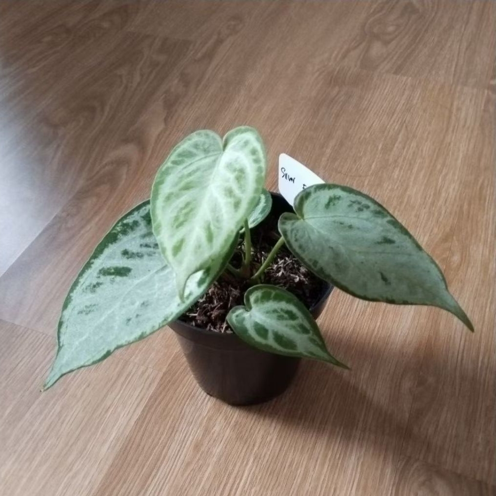 Anthurium kuping gajah silver