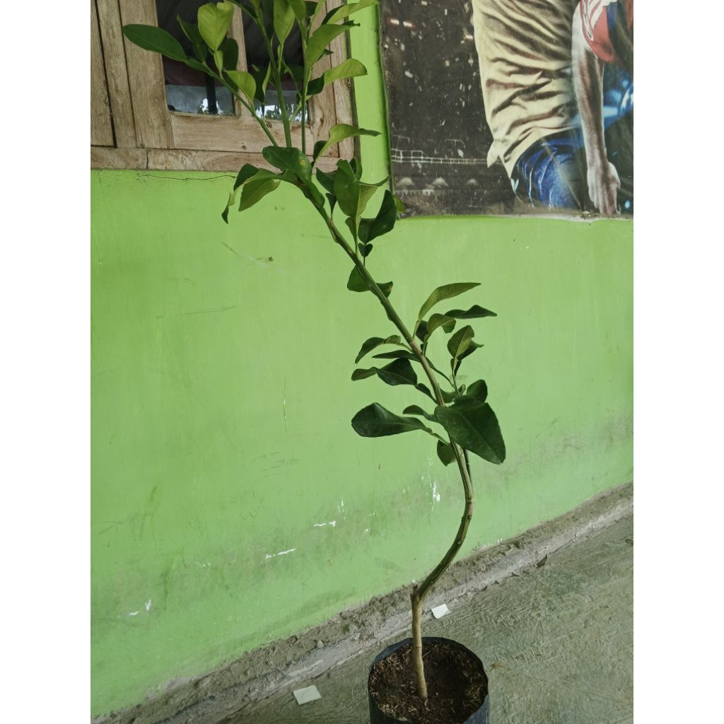 bibit red pamelo