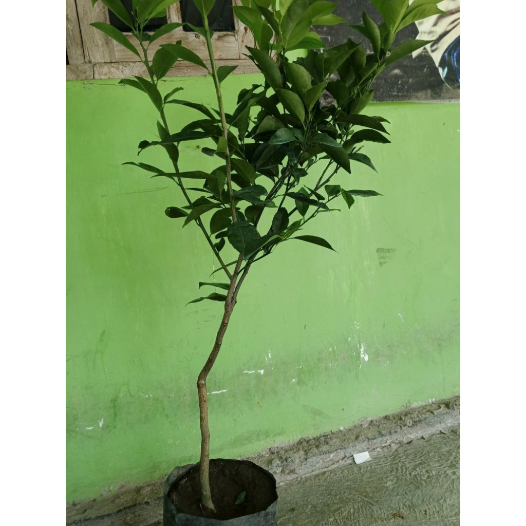 bibit jeruk Santang madu besar