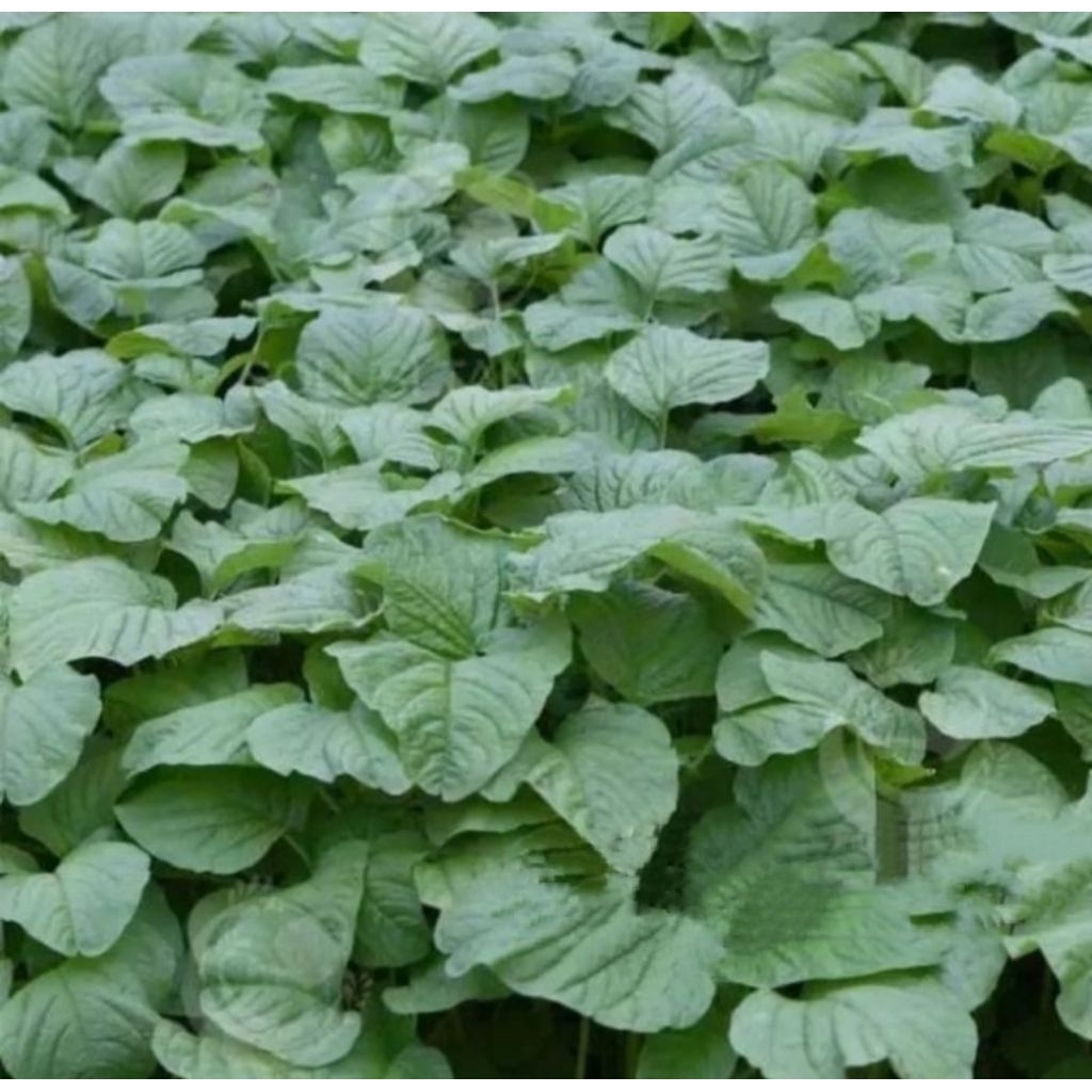 5000 Biji Benih Bayam hijau SUPER- Ta fung