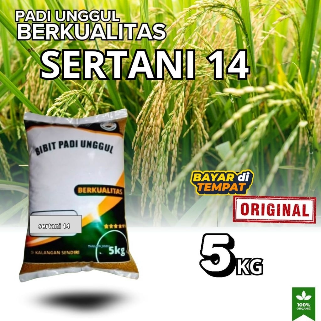 benih padi SERTANI 14 padi yang menghasilkan beras pulen