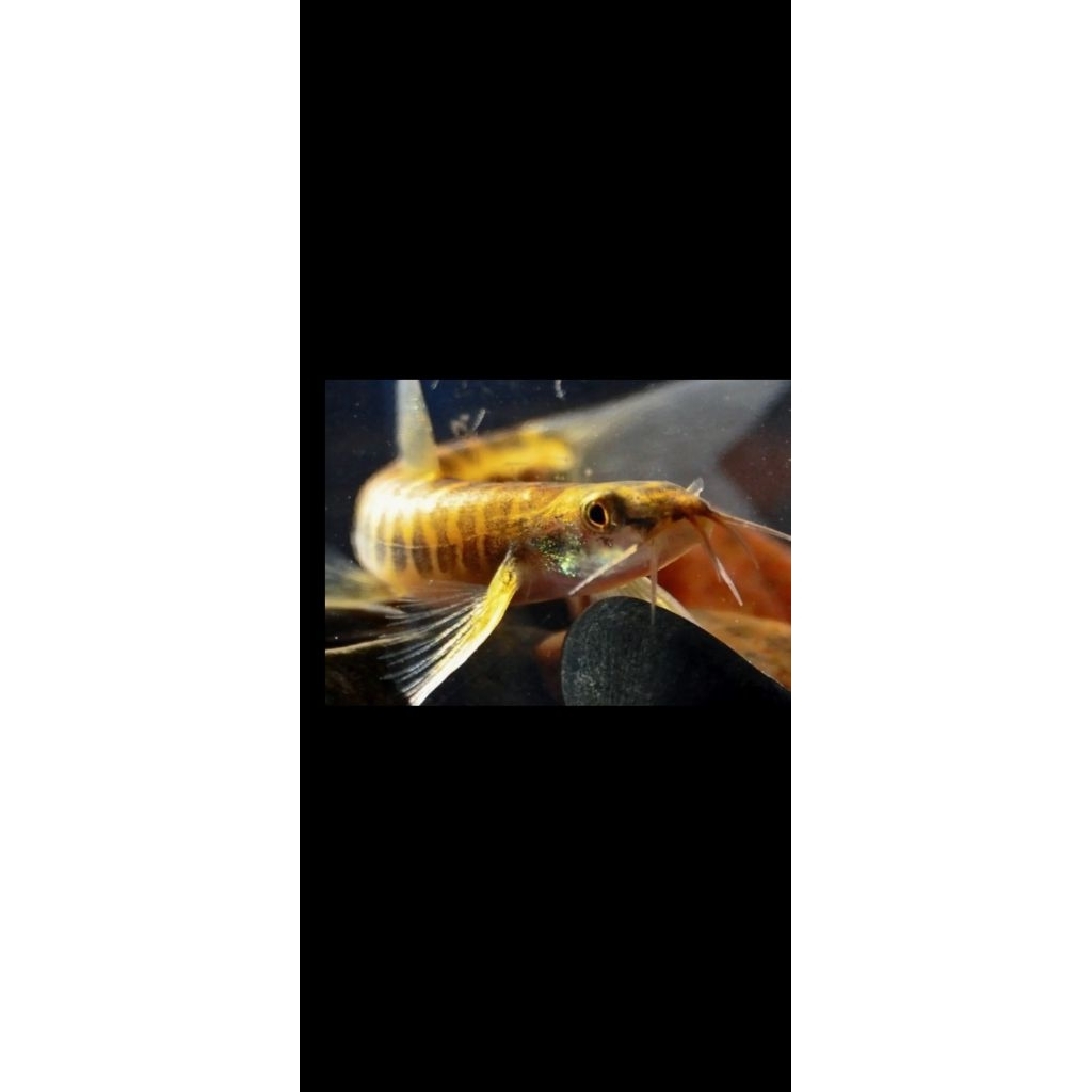 PAKET 5EKOR IKAN UCENG (IKAN LOKAL)