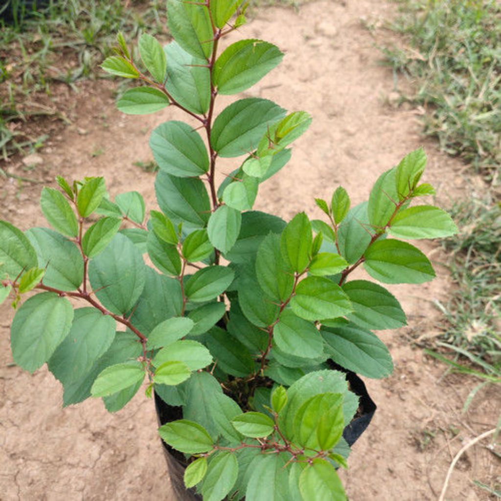 BISA COD POHON BIDARA ARAB//TANAMAN BIDARA ARAB