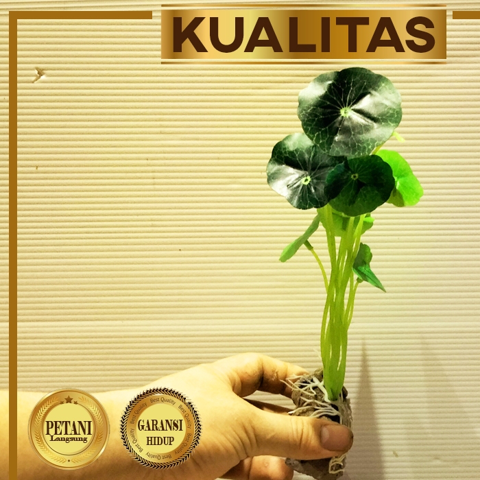 Tanaman Plastik Hydrocotyle Hiasan Aquarium Aquascape Ikan Hias Air Tawar atau Laut