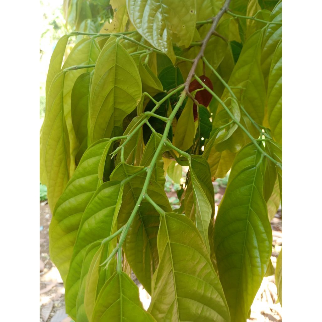 entres kakao unggul Mcc02-bb01