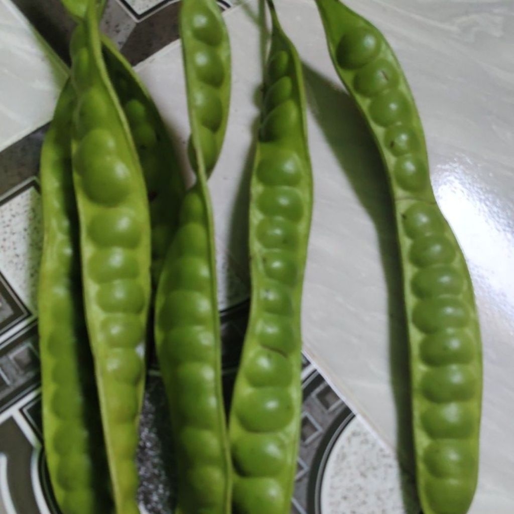 Buah petai biji besar