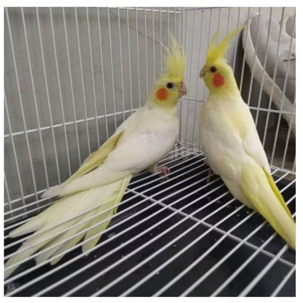 BURUNG FALK PARKIT AUTRALIA LUTINO MATA MERAH pilihan satuan