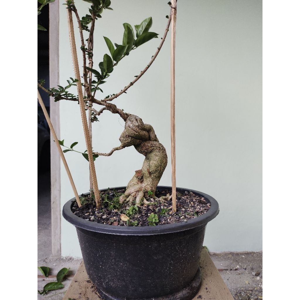bonsai Sancang meliuk