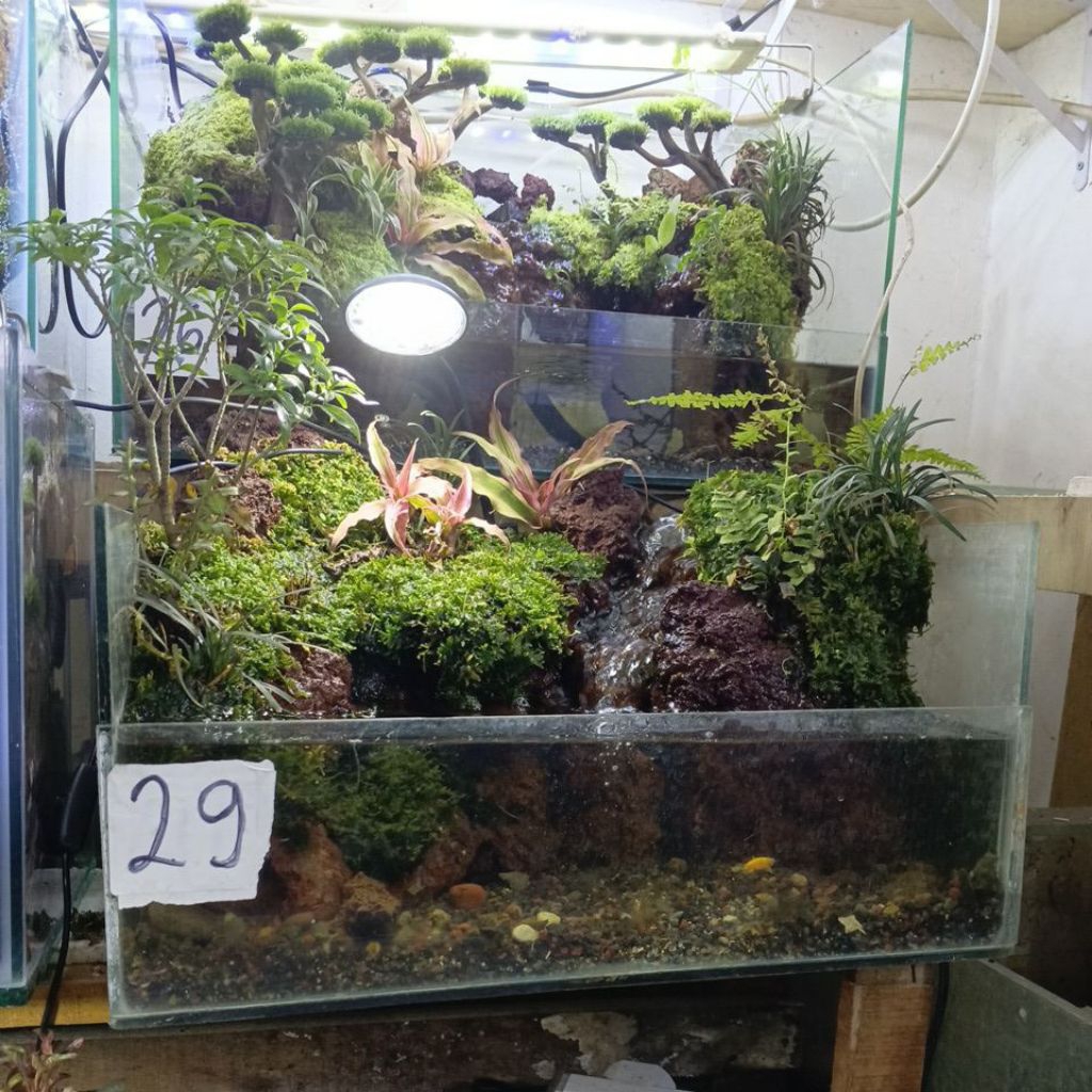 paludarium size 40x30*25cm fullset