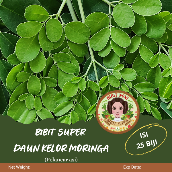 Bibit Super Daun Kelor Moringa | Bibit Daun Kelor Moringa