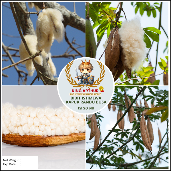 Bibit Istimewa Kapuk Randu Busa | Biji Benih Busa Kapuk Randu