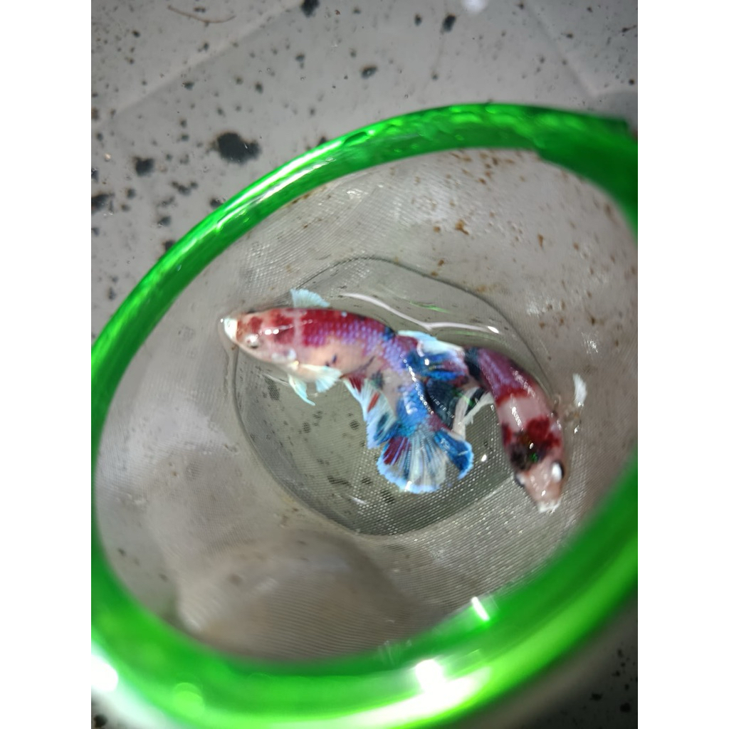 PAIR BAHANAN HMDE MULTI