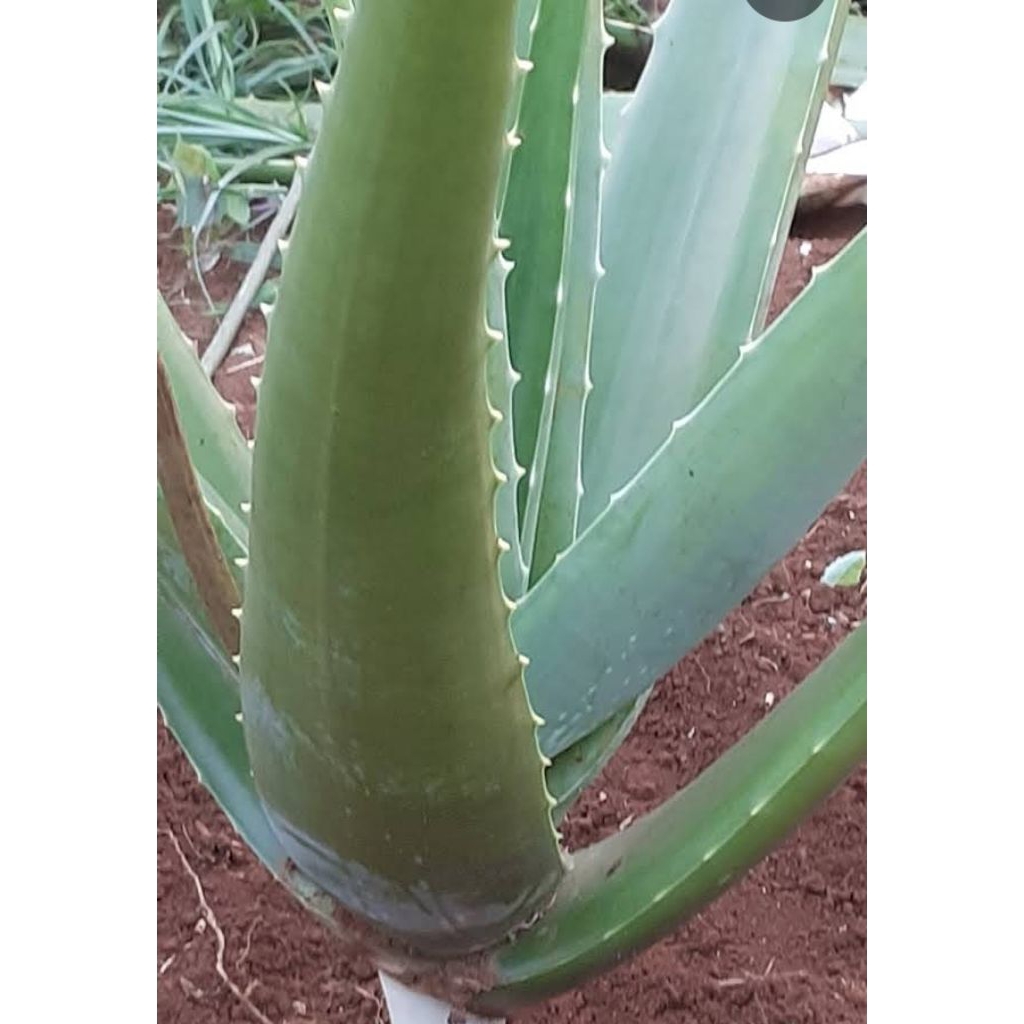 pelepah aloevera lidah buaya jumbo pelepah aloevera besar 1pcs (bisa cod)