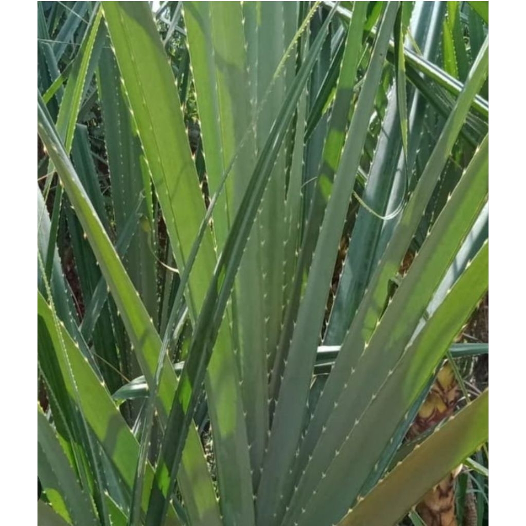 Daun pandan duri asli organik isi 25 lembar untuk bungkus bacang redy stok