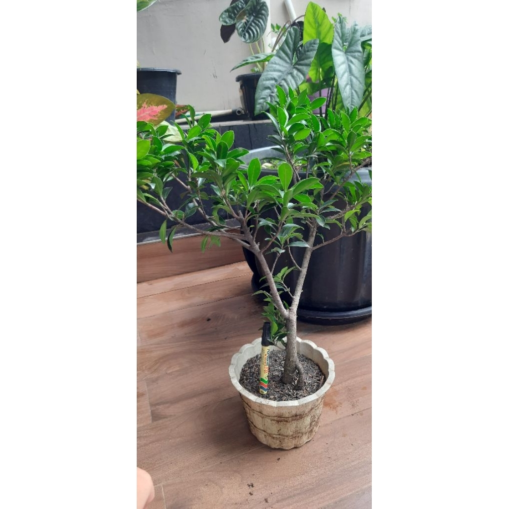 Bibit Bonsai Ficus Elegan