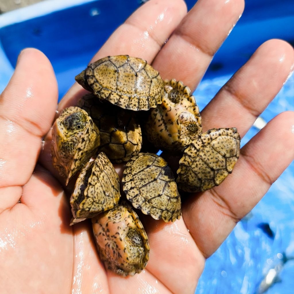 Razorback Musk Kura-Kura