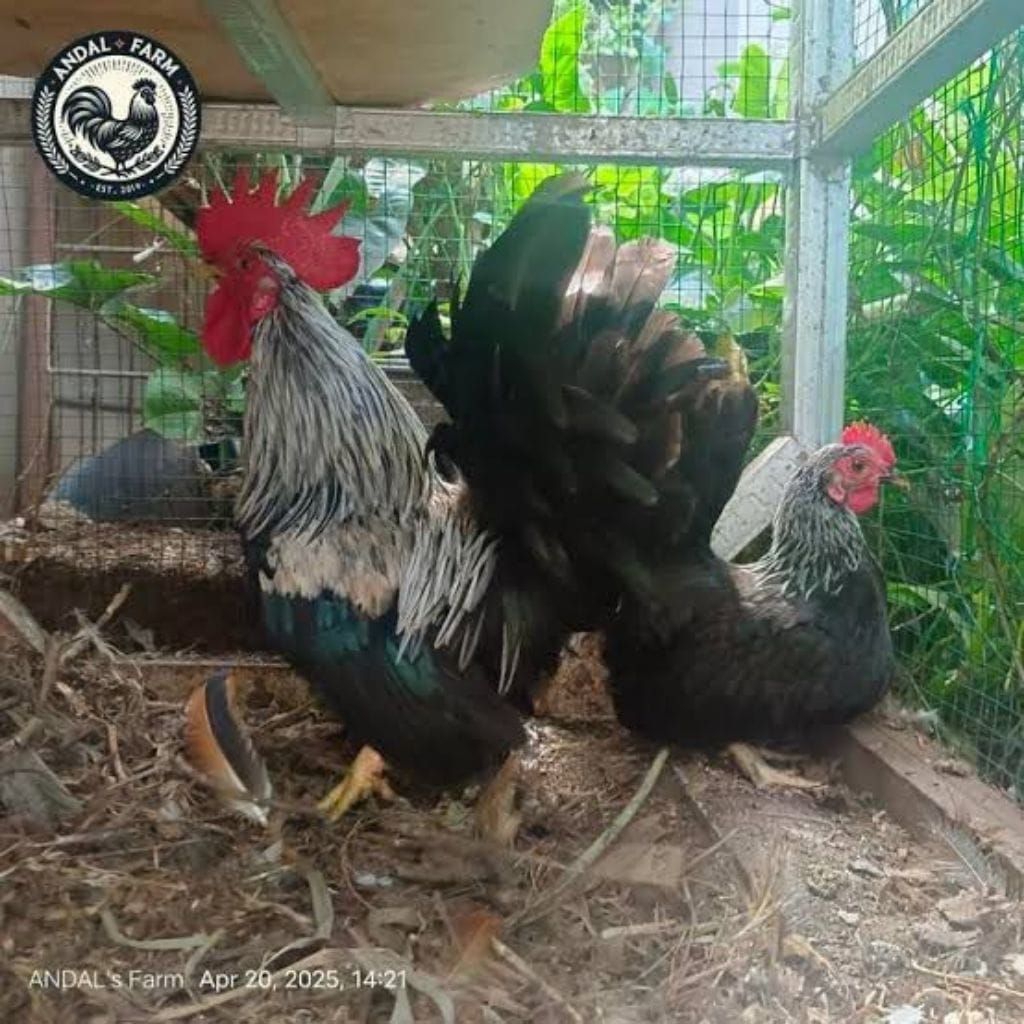 Ayam Kate Hidup Pasangan Siap Breeding