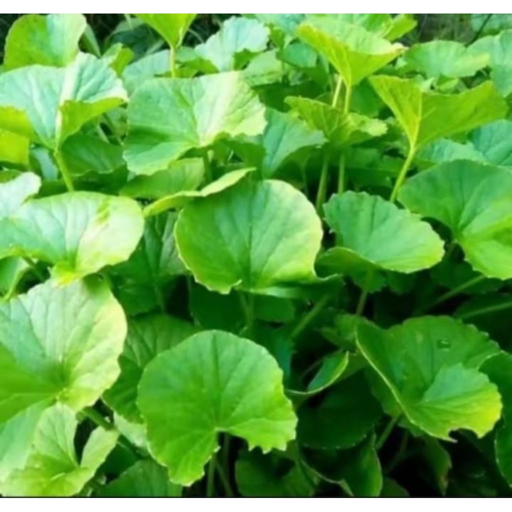 Daun pegagan segar Daun tapak kuda antanan Merah segar 1kg frees