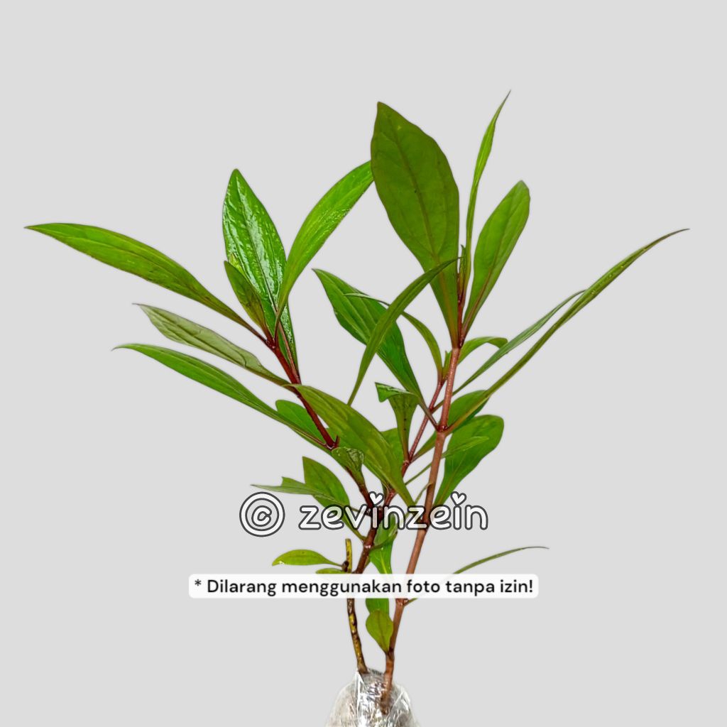 Bibit Genjik / Daun Prasman Tinggi 20 cm Siap Tanam | HERBAL & BUMBU MASAK