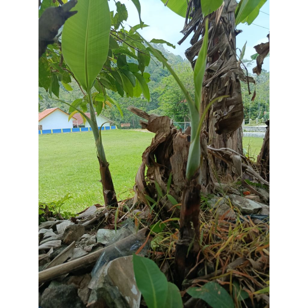 Benih pisang Raja Bulu