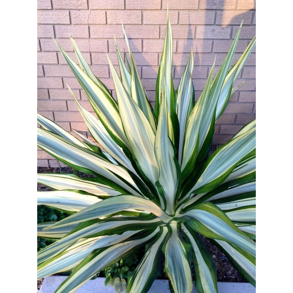 tanaman agave varigata-agave putih