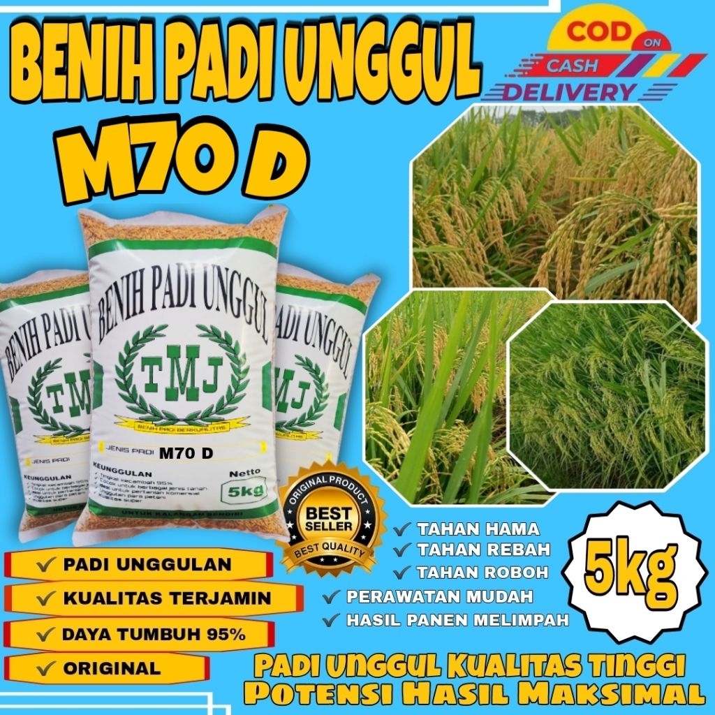 BENIH PADI UNGGUL M70 D KEMASAN 5KG PREMIUM PADI M70 D
