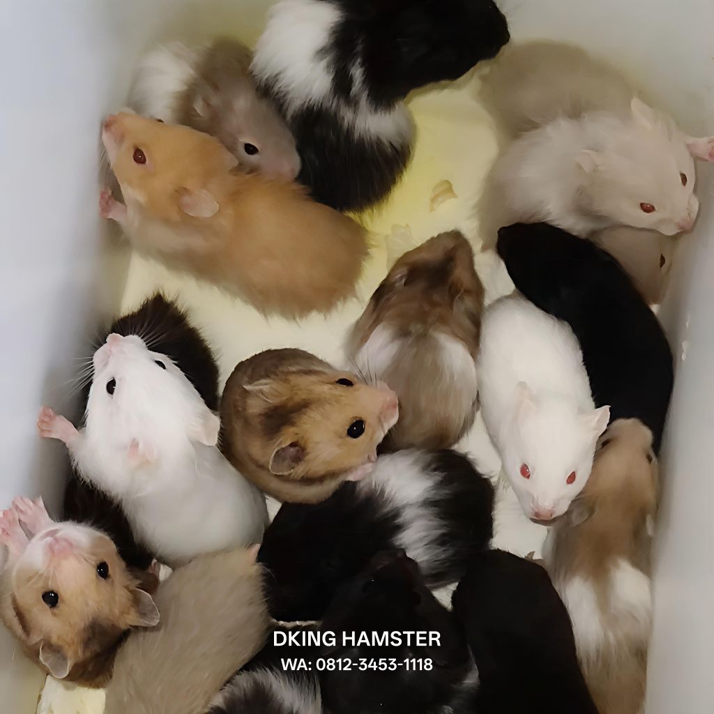 Hamster Syrian 10ekor PAKET HEMAT Hamster Syrian Jinak Cantik Lucu Gembul Shorthair Longhair Termura