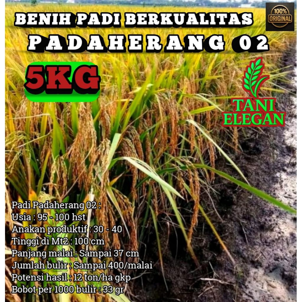 BENIH PADI SUPER UNGGUL PADAHERANG 02 KEMASAN 5KG
