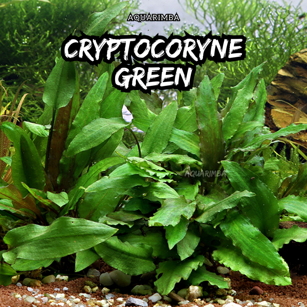 Cryptocoryne wendtii green - Tanaman Air aquascape Pemula tanpa co2