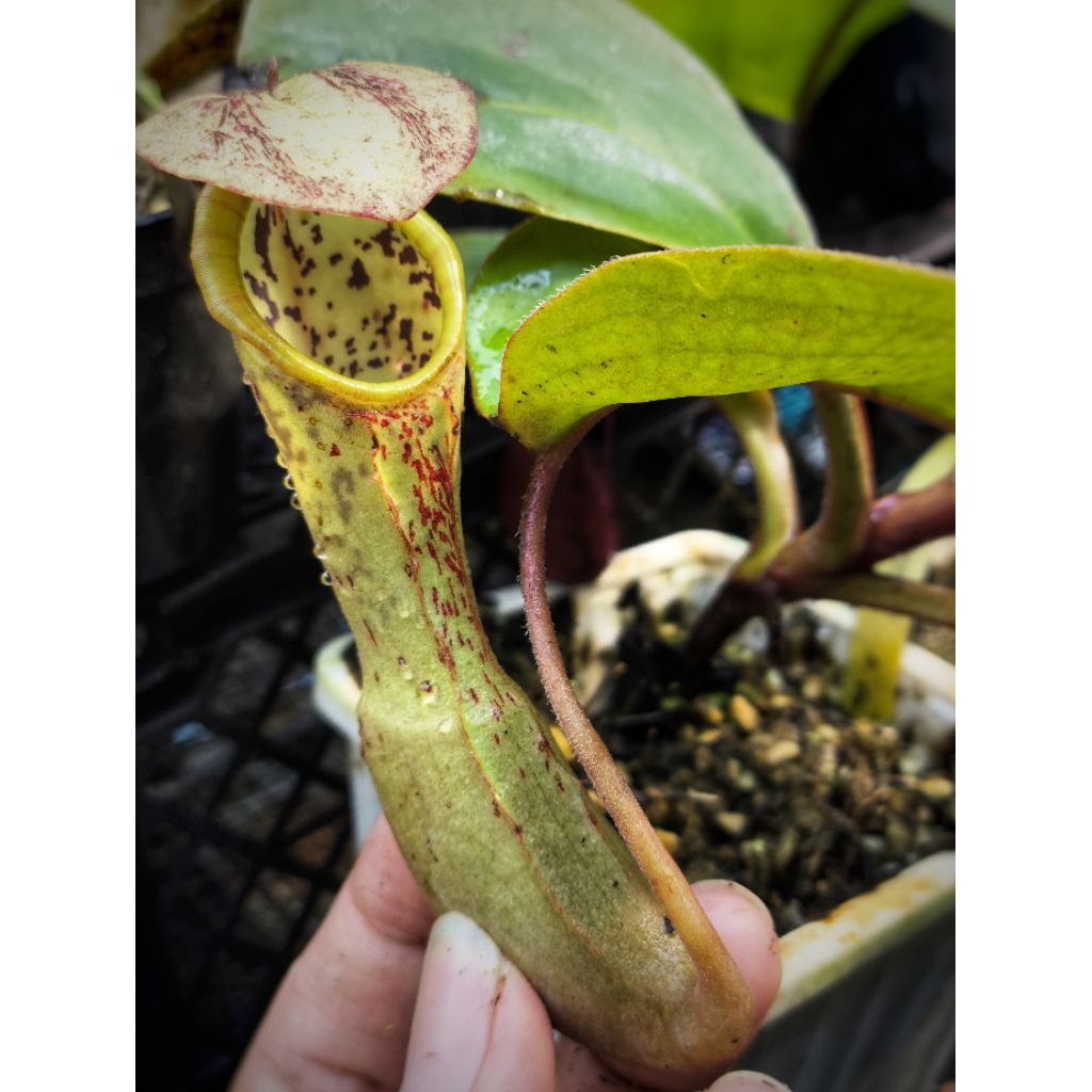 Faizaliana x clipeata Nepenthes tanaman pemakan serangga lowland | tanaman karnivora | tanaman hias 