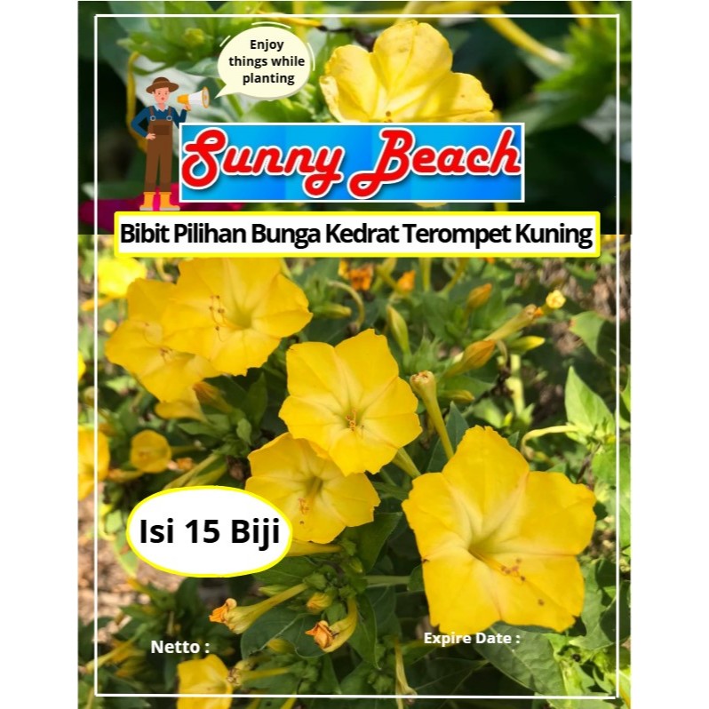 Bibit Pilihan Bunga Kedrat Terompet Kuning | Biji Benih Bunga Terompet Kuning | Kedrat