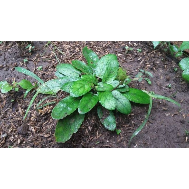 Bibit Tanaman Herbal Gempur Batu Siap Tanam