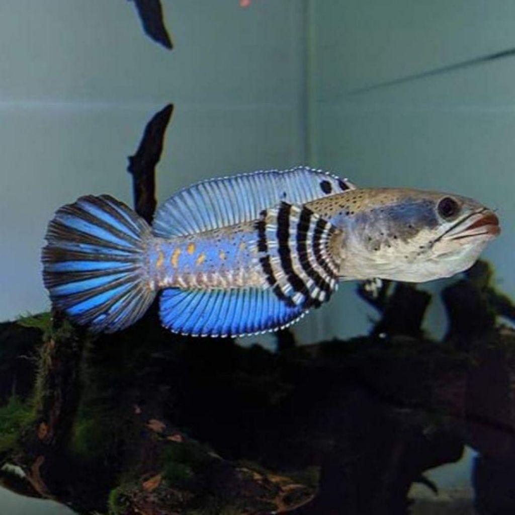 topi channa blue pulchra 6-7cm dorsal biru || yellow spot || bahan kontes