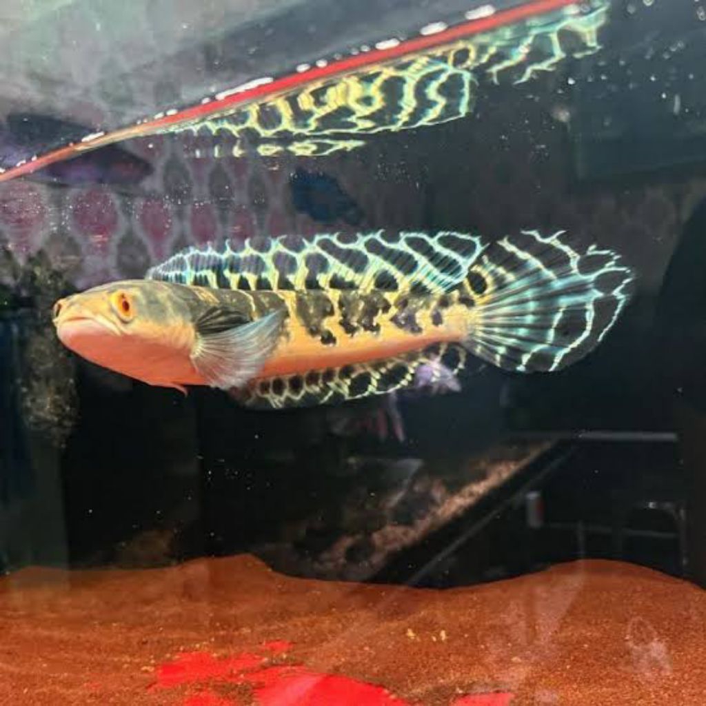 HIASAN AKURIUM IKAN CANA MARU BATIK 7_10CM