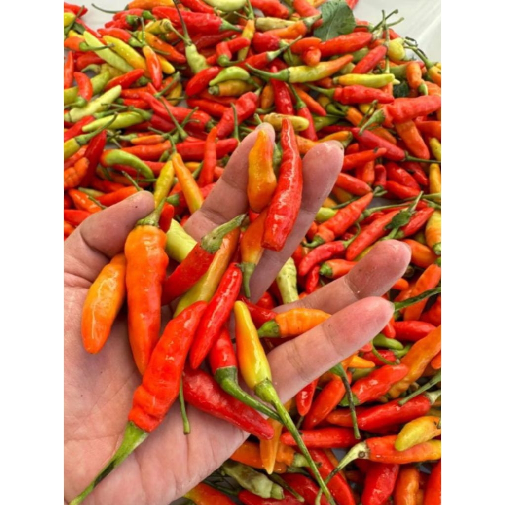 CABE RAWIT PEDAS|LOMBOK RAWIT MURAH BERKUALITAS KEMASAN 1KG