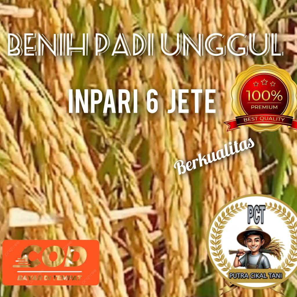 (1kg)Benih padi Inpari 6 jete kualitas unggul