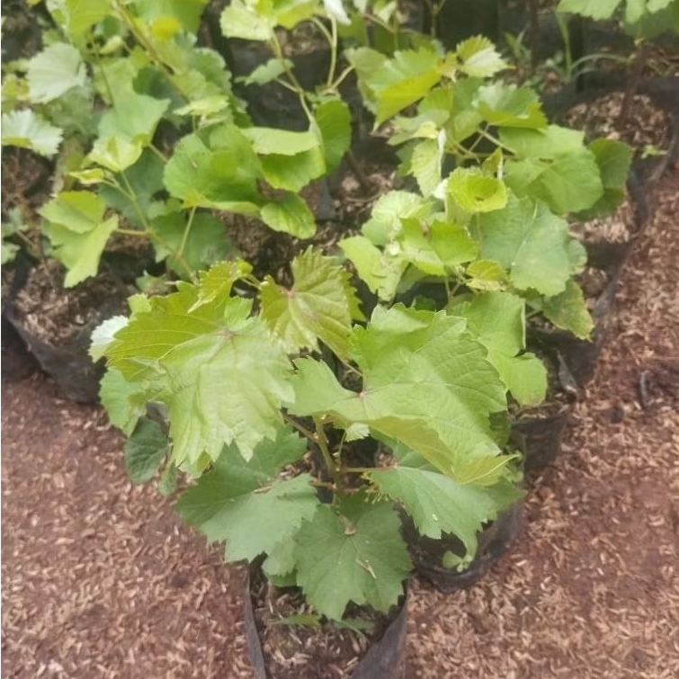 Bibit Stek Pohon Anggur Siap Berbuah - Anggur Hijau - Pohon Anggur