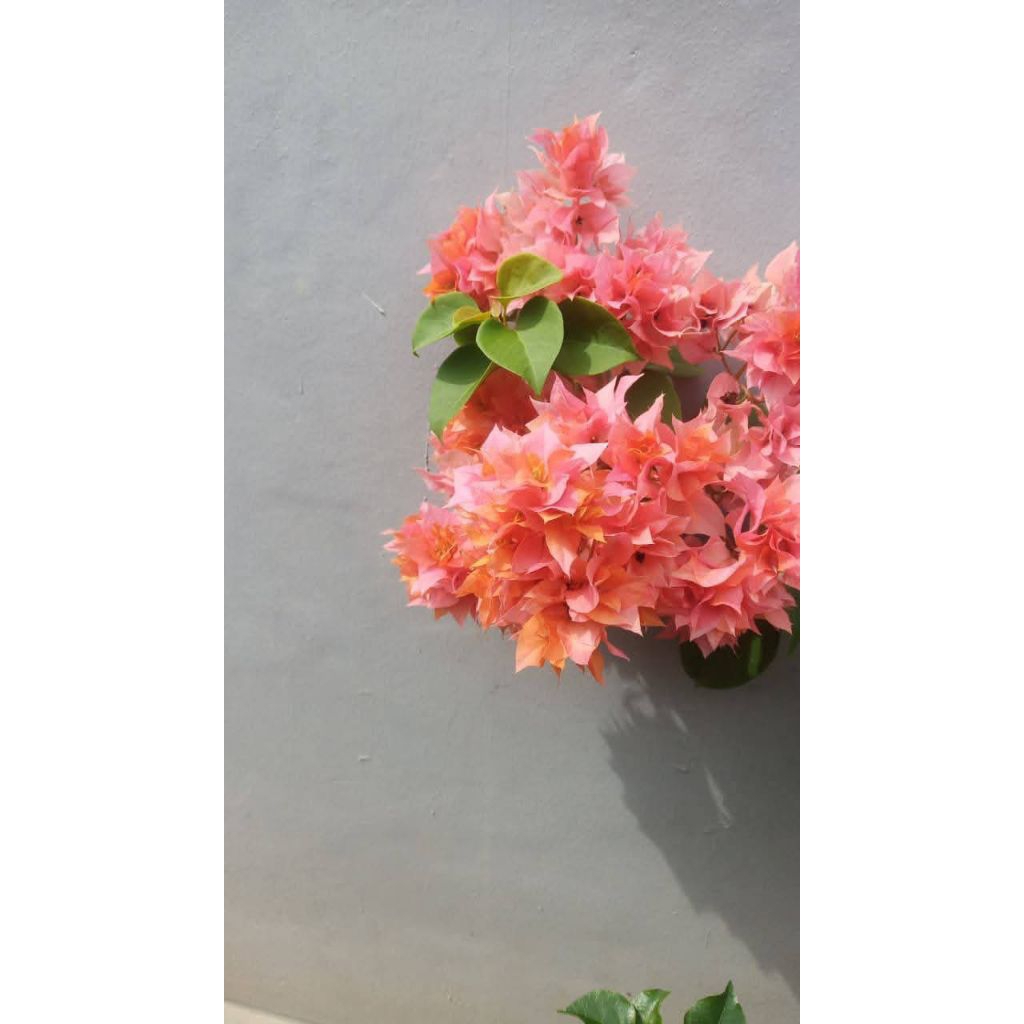 Bougenville Hawai Peach