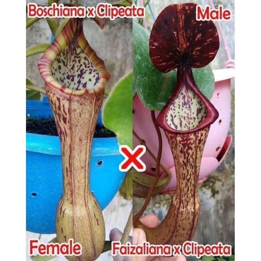 Nepenthes (Boschi x Clipeata) X (Faizaliana x Clipeata)