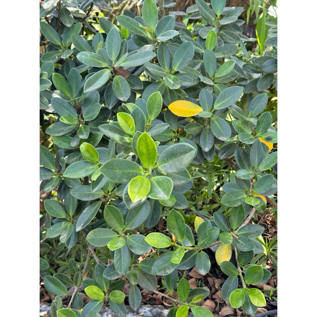 iwatch series 8 45mm ibox